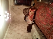 İcarəyə verilir 1 otaqlı 31 m2 köhnə tikili 8 km