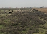 Satılır 11 sot torpaq Fatmayı