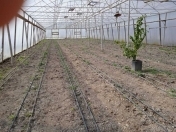 Satılır 1 otaqlı 500 m2 obyekt Sabirabad