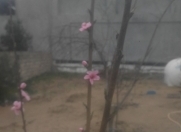 Satılır 3.5 sot torpaq Buzovna