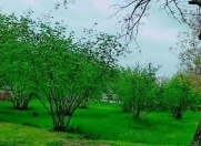 Satılır 11.5 sot torpaq Qəbələ