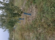 Satılır 200 sot torpaq Xaçmaz