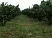 Satılır 20 sot torpaq Xudat