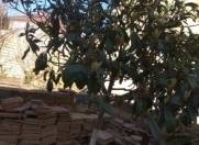 Satılır 2.86 sot torpaq Sumqayıt