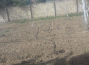 Satılır 21 sot torpaq Novxanı