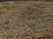 Satılır 4 sot torpaq Saray