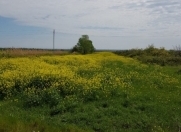 Satılır 30 sot torpaq Saray