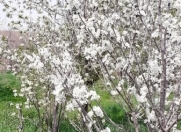 Satılır 5 sot torpaq Ramana