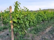 Satılır 300 sot torpaq Cəlilabad