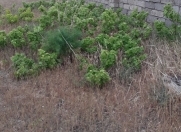 Satılır 20 sot torpaq Kürdəxanı