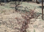 Satılır 4 sot torpaq Zabrat 1