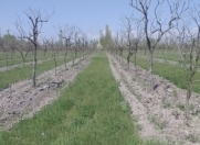 Satılır 100 sot torpaq Göyçay