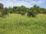 Satılır 15 sot torpaq Qəbələ