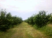 Satılır 100 sot torpaq Xaçmaz