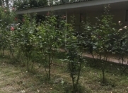 Satılır 105 sot torpaq Xaçmaz