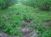 Satılır 60 sot torpaq Xudat