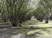 Satılır 20 sot torpaq Qəbələ