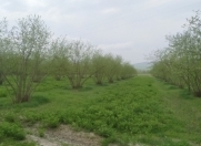 Satılır 100 sot torpaq Oğuz