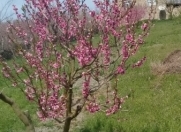 Satılır 6 otaqlı 30000 m2 bağ evi Xaçmaz