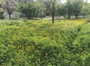 Satılır 30 sot torpaq İsmayıllı