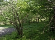 Satılır 10 sot torpaq Qəbələ