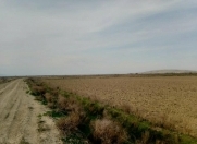 İcarəyə verilir 26 sot torpaq Sabirabad