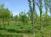 Satılır 100 sot torpaq Göyçay