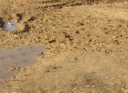 Satılır 3 sot torpaq Şirvan