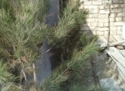 Satılır 2 otaqlı 50 m2 həyət evi Yasamal r.