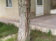 Satılır 20 sot torpaq Novxanı