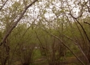 Satılır 24 sot torpaq Xaçmaz