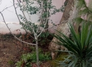 Satılır 3 sot torpaq Qara Qarayev m.