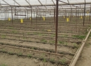 Satılır 15 otaqlı 15000 m2 obyekt Salyan