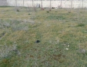 Satılır 31 sot torpaq Novxanı