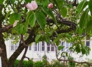 Satılır 13 sot torpaq Qəbələ