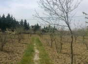 Satılır 6 sot torpaq Şüvəlan