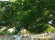 Satılır 11 sot torpaq Pirşağı