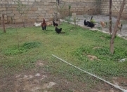 Satılır 5 sot torpaq Sumqayıt