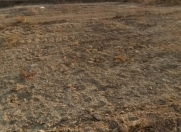 Satılır 10 sot torpaq Saray