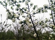 Satılır 450 sot torpaq Qusar