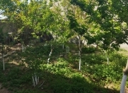 Satılır 2.86 sot torpaq Sumqayıt