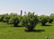 Satılır 50 sot torpaq Qəbələ