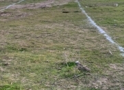 Satılır 1.5 sot torpaq Məhəmmədli