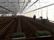 Satılır 360 sot torpaq Tovuz