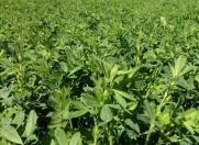 Satılır 500 sot torpaq Bərdə