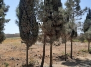 Satılır 6 sot torpaq Zirə