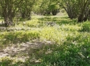 Satılır 32 sot torpaq Oğuz