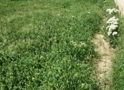 Satılır 4 sot torpaq Savalan