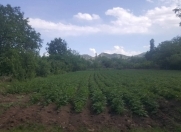 Satılır 40 sot torpaq Tovuz