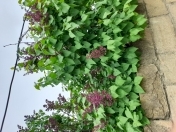 İcarəyə verilir 3 otaqlı 90 m2 bağ evi Fatmayı